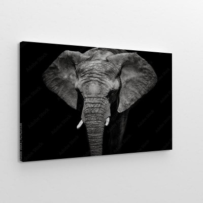monochromatyczny-portret-slonia