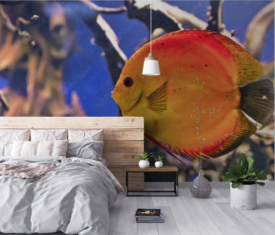 Fototapeta Cudowny i piękny podwodny świat z koralowcami i tropikalnymi rybami