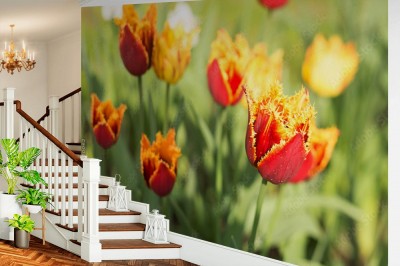 Fototapeta Czerwony puszysty tulipan