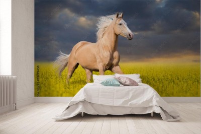 Fototapeta Piękny koń na rozległej łące