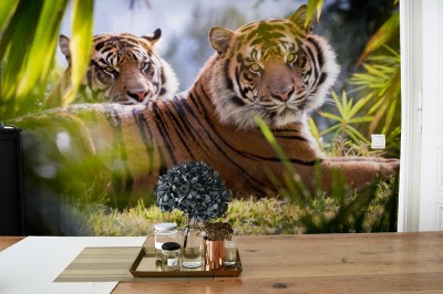 Fototapeta Rodzeństwo tygrysów