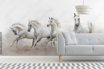 Fototapeta Piękne białe konie arabskie