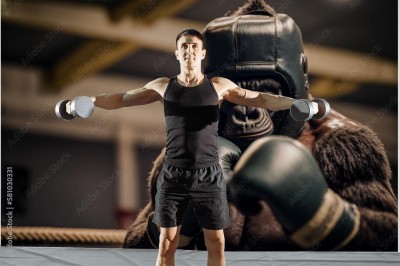 Fototapeta Goryl w boksie
