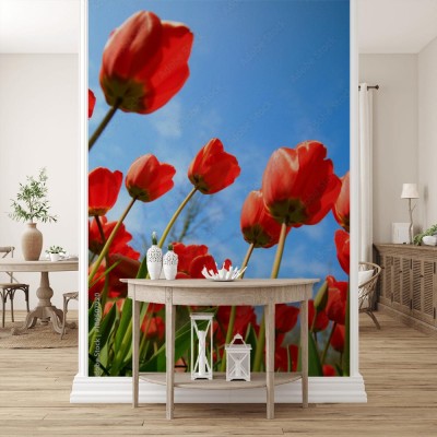 kwitnace-tulipany-na-wiosne
