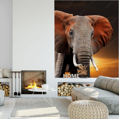 Fototapeta Słoń w promieniach zachodzącego słońca