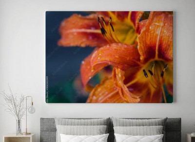 Obraz na płótnie Kwiaty lilii pomarańczowej