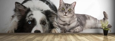 Fototapeta Pies i kot