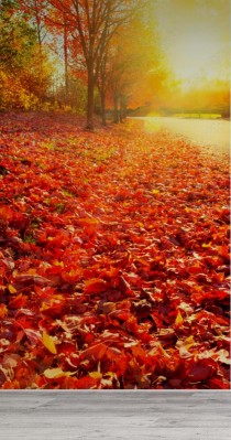 Fototapeta Popołudniowe słońce na jesiennych liściach