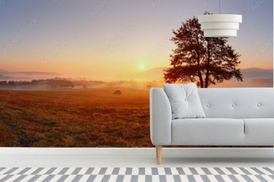 Fototapeta Samotny drzewo na łące