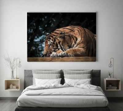 panthera-tigris-altaica