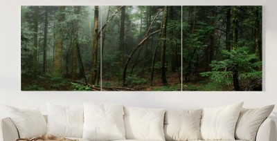 Obrazy do salonu Runo leśne w Jodłowym drzewostanie