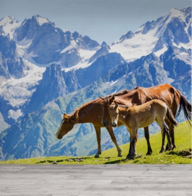 Fototapeta Koń w górach