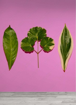 Fototapeta Zielony liść na różowym tle