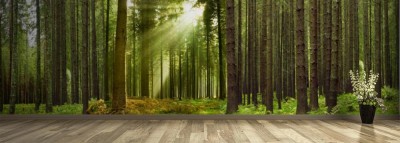 Fototapeta Czarny Las