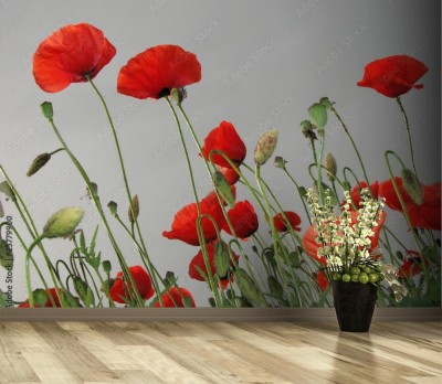 Fototapeta Maki polne na stonowanym tle