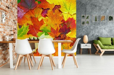 Fototapeta Tło z jesiennych kolorowych liści