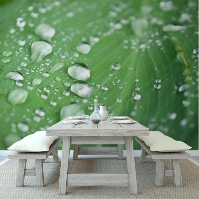 Fototapeta Krople deszczu na rośliny