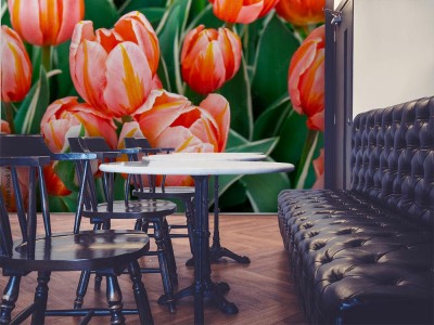 Fototapeta Piękne tulipany z Amsterdamu