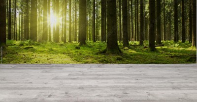 Fototapeta Światło słoneczne w zielonym lesie