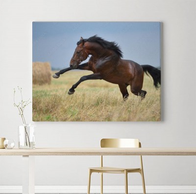 Obraz na płótnie Koń na polach