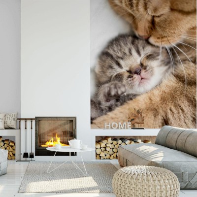 Fototapeta Kocia miłość