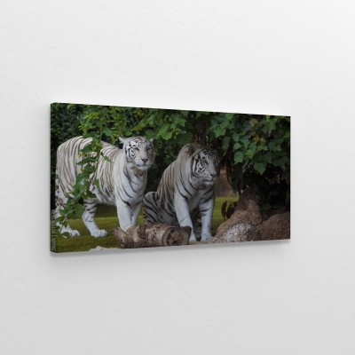 Obraz na płótnie Biały tygrys pod zielonymi liśćmi