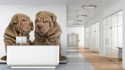 Fototapeta Dwa szczeniaki Shar Pei na białym tle