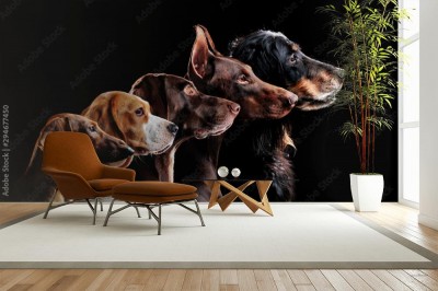 Fototapeta Grupowy portret psów różnych ras na czarnym tle