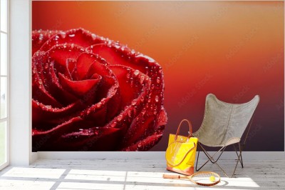 Fototapeta Kwiat róży z kroplami wody na czerwonym tle