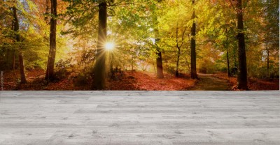 Fototapeta Nasłoneczniona ścieżka w parku przed zmierzchem