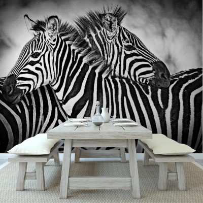 Fototapeta Dwie czarno-białe Zebry