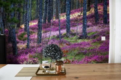 Fototapeta Wrzos leśny