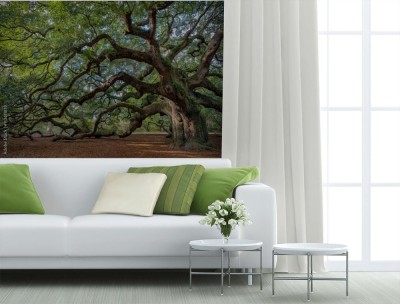 Fototapeta Dąb Wirginijski  w pobliżu Charleston