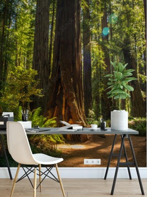 Fototapeta Las w Parku Narodowym Redwood