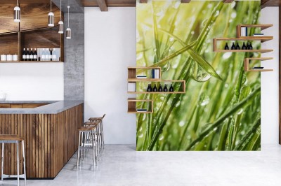 Fototapeta Rosa na zielonej trawie