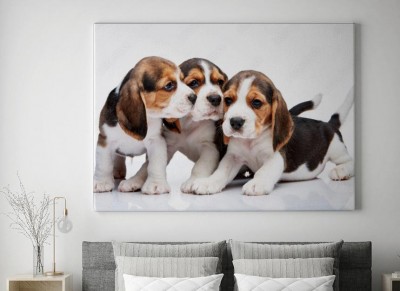 Obraz na płótnie Beagle - szczeniaki na białym tle