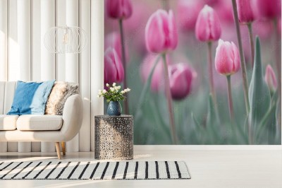 Fototapeta Rozmyte kwiaty tulipana w wiosennym ogrodzie