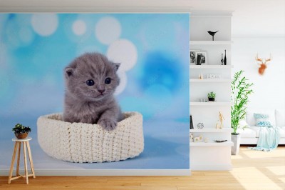 Fototapeta Śliczny mały kotek na błękitnym tle