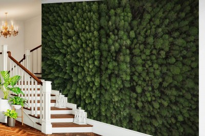 Fototapeta Widok z lotu ptaka drzew i plantacji