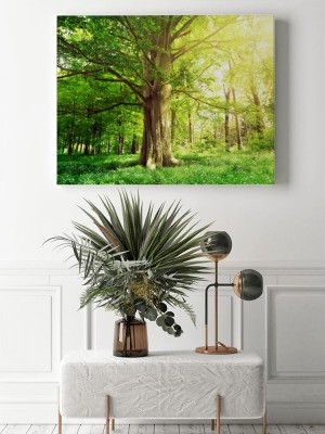 Obraz na płótnie Las liściasty ze starym bukiem