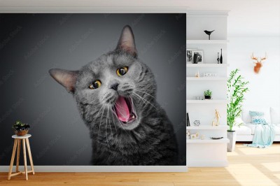Fototapeta Kot