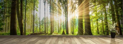 Fototapeta Leśna panorama z promieniami słońca