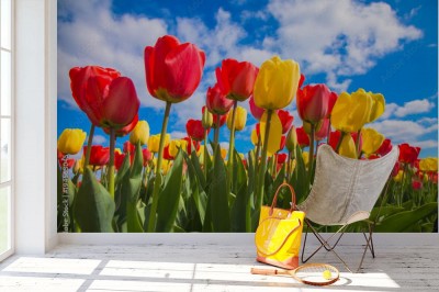 Fototapeta Tulipany - wiosenne kwiaty na łące