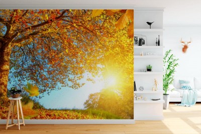 Fototapeta Złota jesienna sceneria z dużą ilością słońca