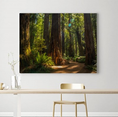 Obrazy do salonu Las w Parku Narodowym Redwood