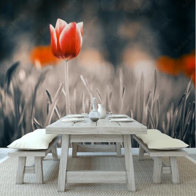 Fototapeta Czerwony tulipanowy kwiat w wiosennym ogrodzie