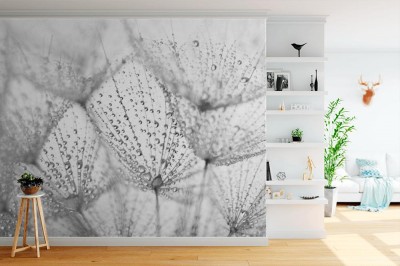 Fototapeta Nasiona dmuchawca zroszone poranną rosą w skali makro