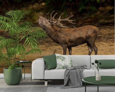 Fototapeta Ryczący jeleń przy wodopoju