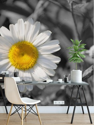 Fototapeta Selektywna stokrotka