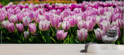 Fototapeta Jeden z największych na świecie ogrodów kwiatowych w Lisse w Holandii
